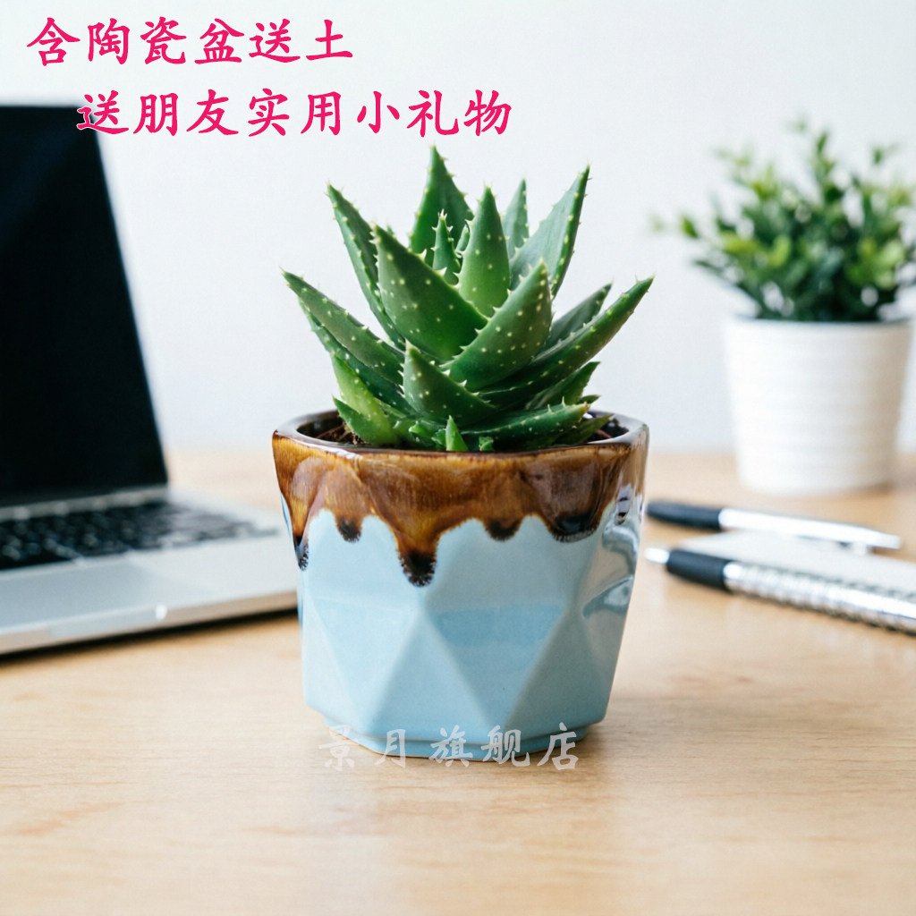 不夜城芦荟盆栽室内绿植办公室多肉植物好养懒人植物新手盆栽