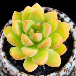 黄丽多肉植物黑檀汁冬云系多肉超萌肉肉室内花卉组合盆栽花卉
