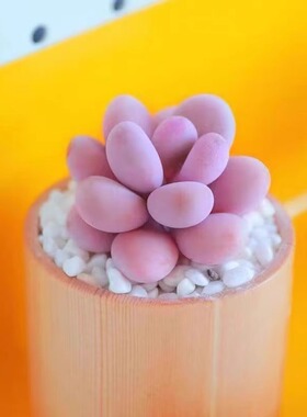 桃蛋群生多头多肉植物山地玫瑰老桩绿植盆栽酒杯耶罗