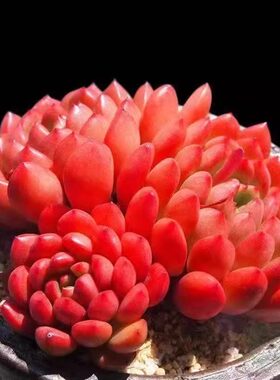 红宝石花盆多肉植物组合盆栽肉肉新手办公室室内创意花卉绿植好养