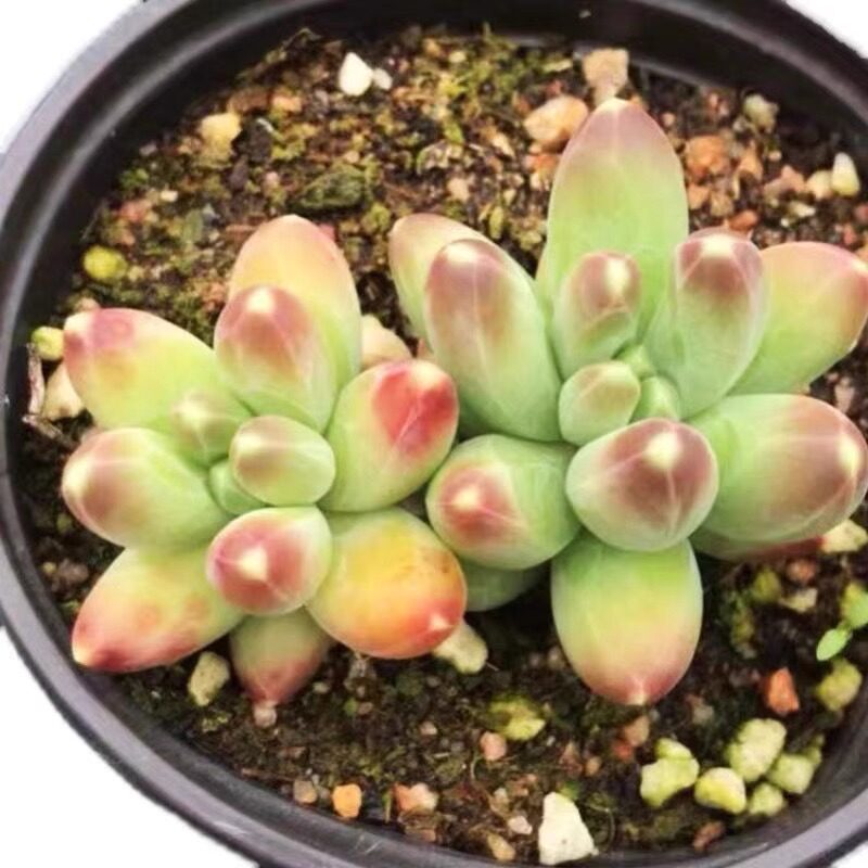 千代田之松多肉植物暗纹 钻石纹 阳台桌面盆栽带盆栽好含盆包邮