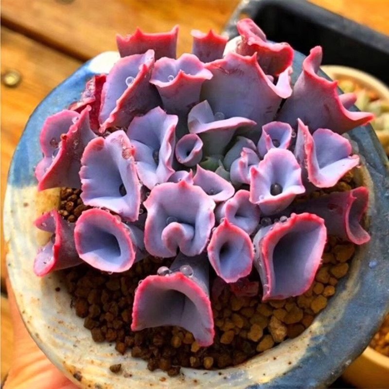 魔笛多肉植物盆栽猪鼻子稀有肉肉 筒叶pink肉肉室内阳台绿植花卉,鲜花速递/花卉仿真/绿植园艺,多肉植物,淘宝优惠券,粉丝福利购,淘宝优惠卷