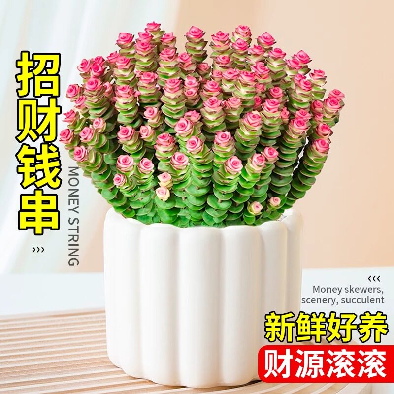 钱串子多肉植物室内盆栽花卉绿植旺宅钱多多大颗好养四季肉肉鲜花