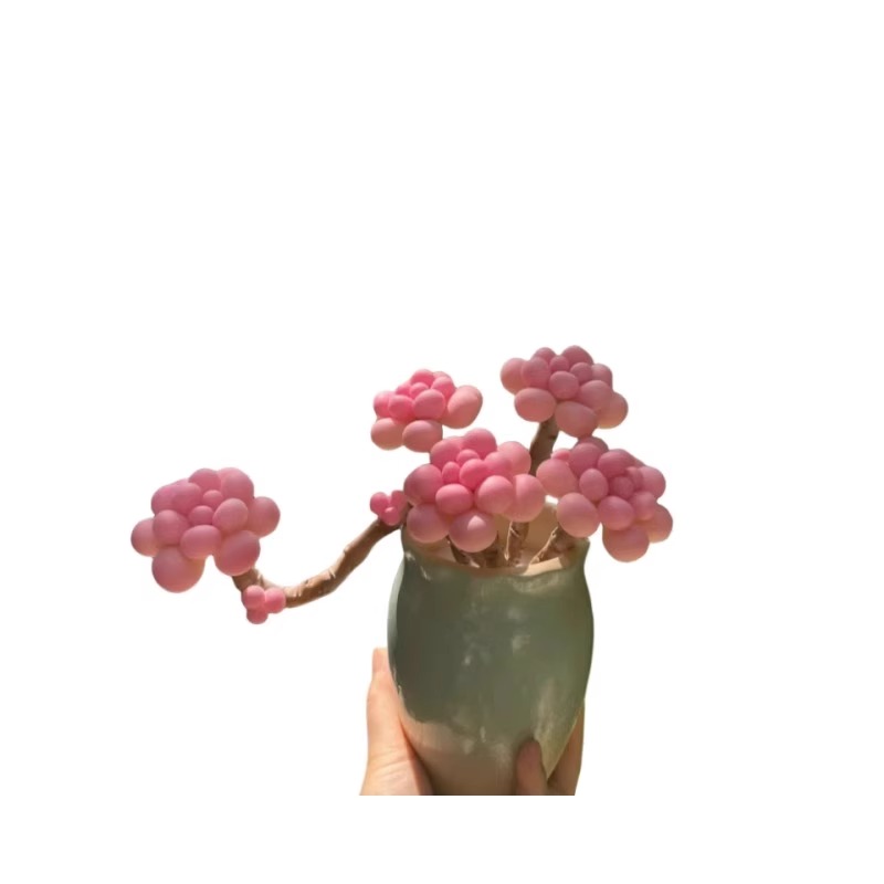 丸叶桃蛋糖果桃蛋 桃腰子 腰子蛋桃之卵多肉植物 超萌桃蛋办公室