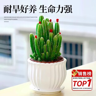 万重山光棍树多肉植物组合小盆栽绿植花卉办公室内桌面仙人掌招财