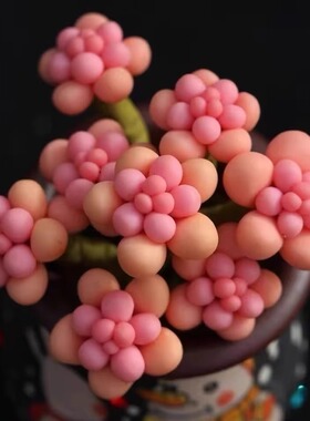 桃蛋群生多头多肉植物山地玫瑰老桩绿植盆栽酒杯耶罗