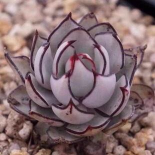 剑司诺娃多肉植物原始剑司诺娃办公室内 好养绿植花卉盆栽