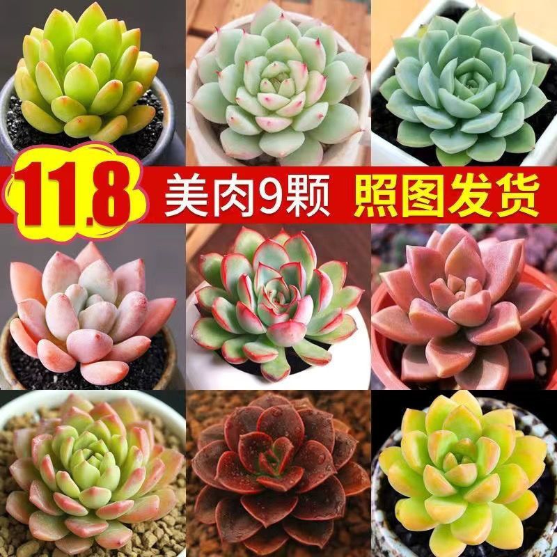 多肉植物群生绿植花卉盆栽室内易活好养招财进宝组合桃蛋玉露蓝鸟