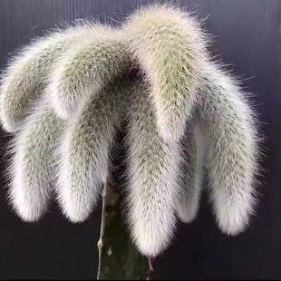 开花九尾狐多肉植物高档盆栽花长毛系列猴尾巴办公室盆栽