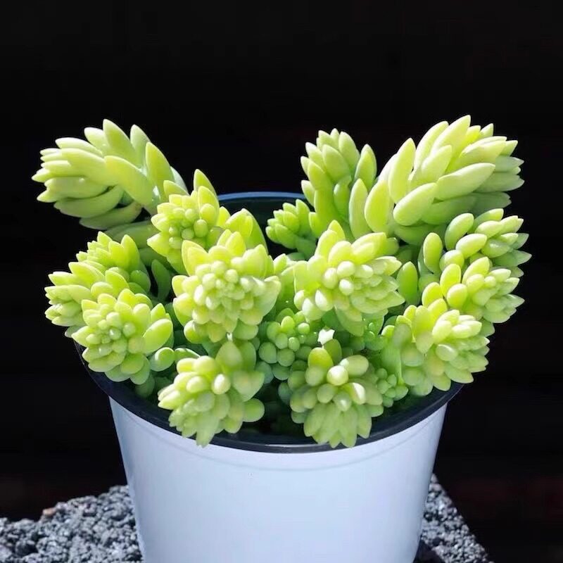 多头象牙玉坠多肉植物盆栽新玉缀肉肉绿植花卉吸甲醛爆盆