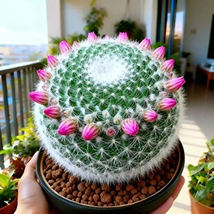 大号玉翁仙人球盆栽带花苞超大棵多年实生球大颗玉翁球仙人掌包邮