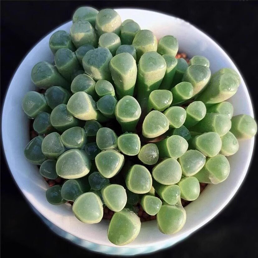 群生多头多肉植物五十铃玉多肉阳台办公室小萌物肉肉植物新手好养图片
