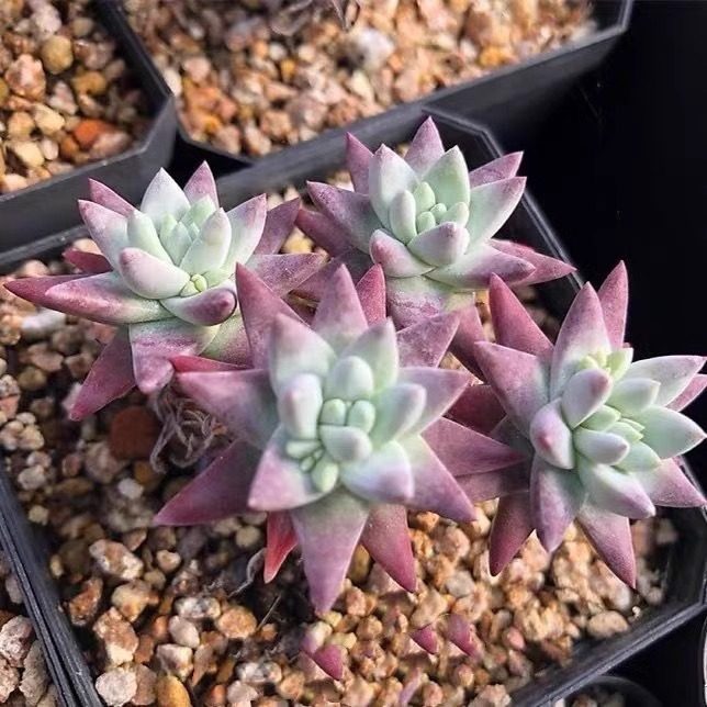 仙女杯系列老桩盆景白菊多头多肉植物好养活木质杆室内办公室盆栽