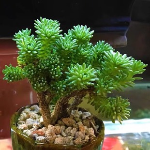 球松群生老桩多肉植物组合盆栽绿植花卉办公室内阳台萌肉肉花卉