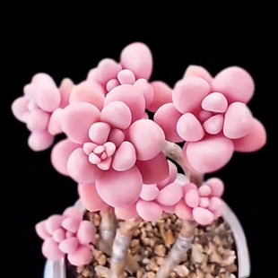 桃蛋老桩粉色多头群生多肉植物盆栽肉肉新手办公室创意花卉绿植