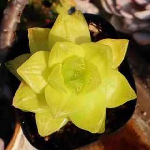 多肉植物十二卷桌面绿植花卉室内盆栽精品