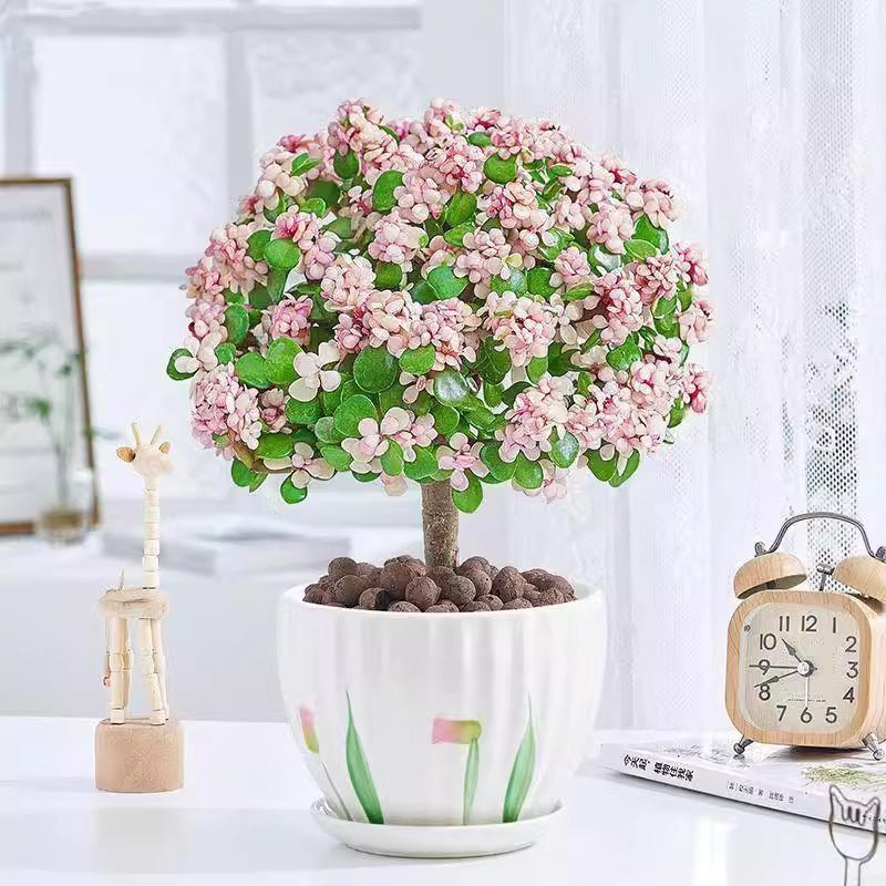 金枝玉叶多年老桩盆栽带盆带土室内阳台办公室桌面绿植花卉花卉,鲜花速递/花卉仿真/绿植园艺,多肉植物,淘宝优惠券,粉丝福利购,淘宝优惠卷