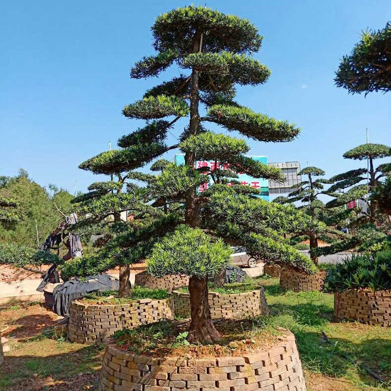 湖南苗木基地批发各类罗汉松25cm造型罗汉松胸径25公分原生乔木