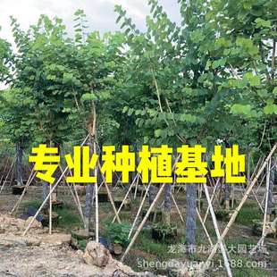 福建移栽宫粉紫荆价格红花紫荆地苗红花羊蹄甲洋紫荆报价