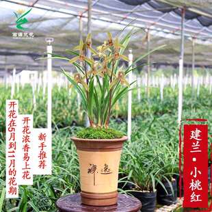 翁源兰花建兰小桃红带花苞开花浓香好养室内花卉盆栽