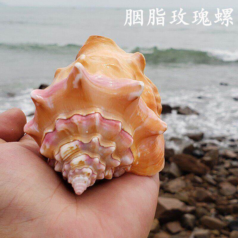 天然海螺贝壳胭脂螺玫瑰螺鱼缸造景装饰送人礼物收藏工艺品摆件