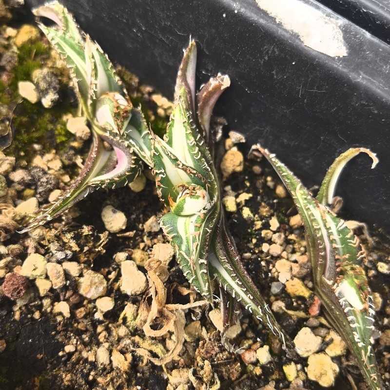 金蟾中斑锦绿植盆栽景观多肉植物大棚批发龙舌兰仙人球十二卷大戟