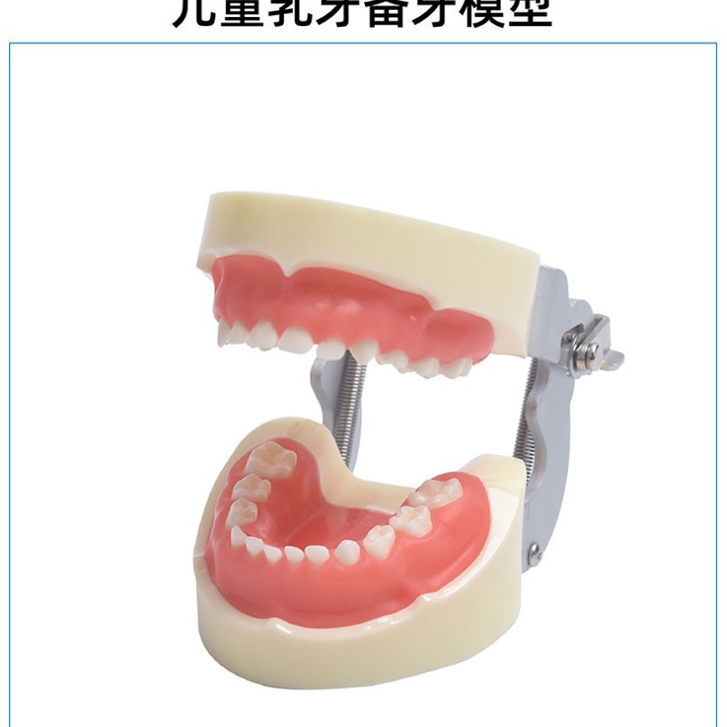 跨境儿童拔牙模型 24颗儿童软牙龈拔牙模型儿童备牙模型