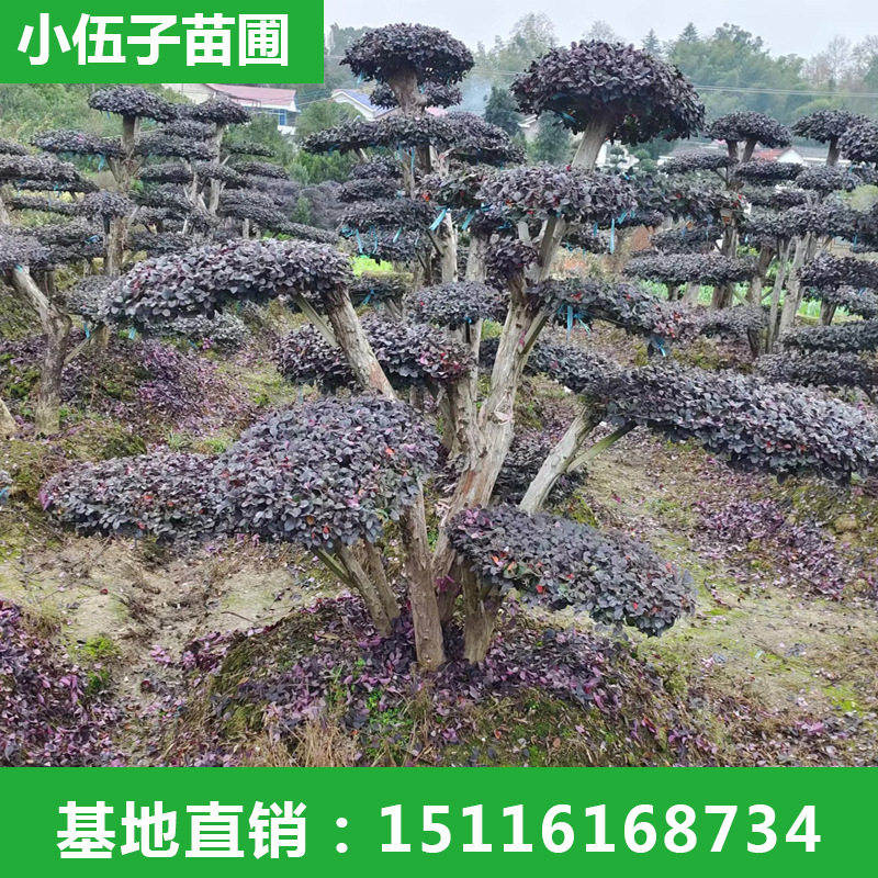 造型红花继木桩景 精品园林工程绿化苗木庭院造型种植 基地直销