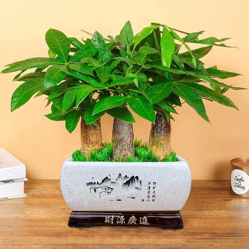 发财树盆栽客厅大棵室内桌面植物开业送礼前台大型办公室绿植