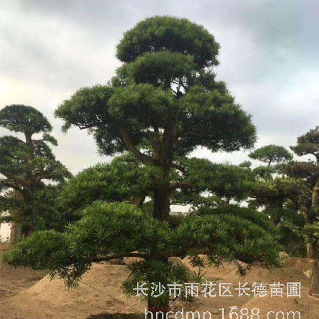 本地造型罗汉松适合于亭院种植,精品小区的点缀种植道路的绿化