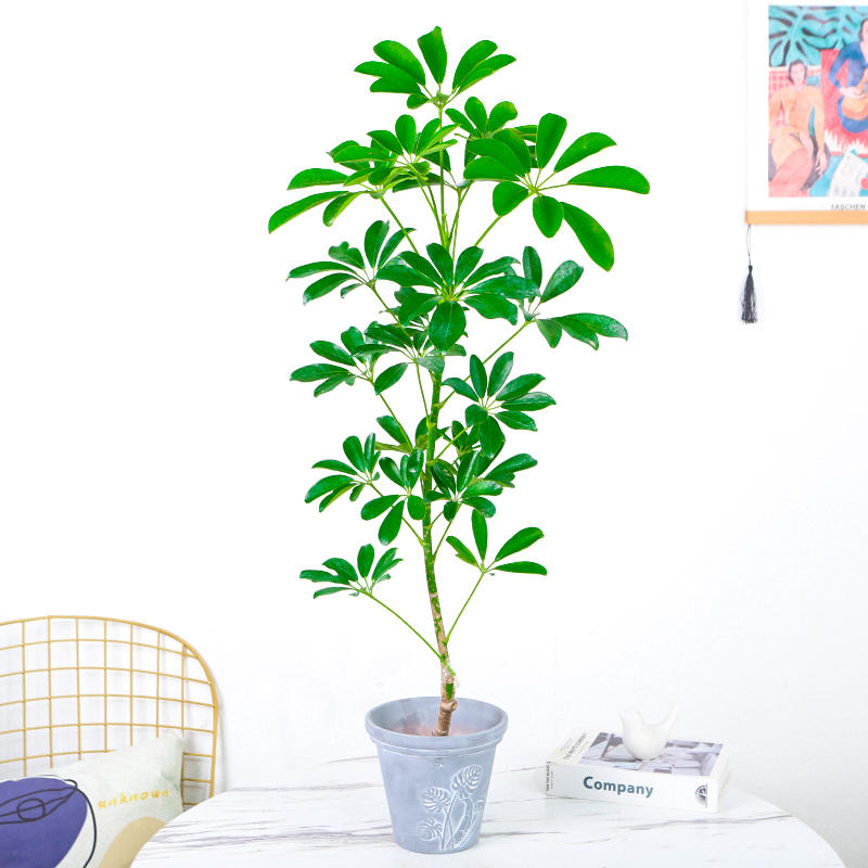 七叶莲室内懒人盆栽八方来财净化空气办公室好养鸭脚木植物招财树