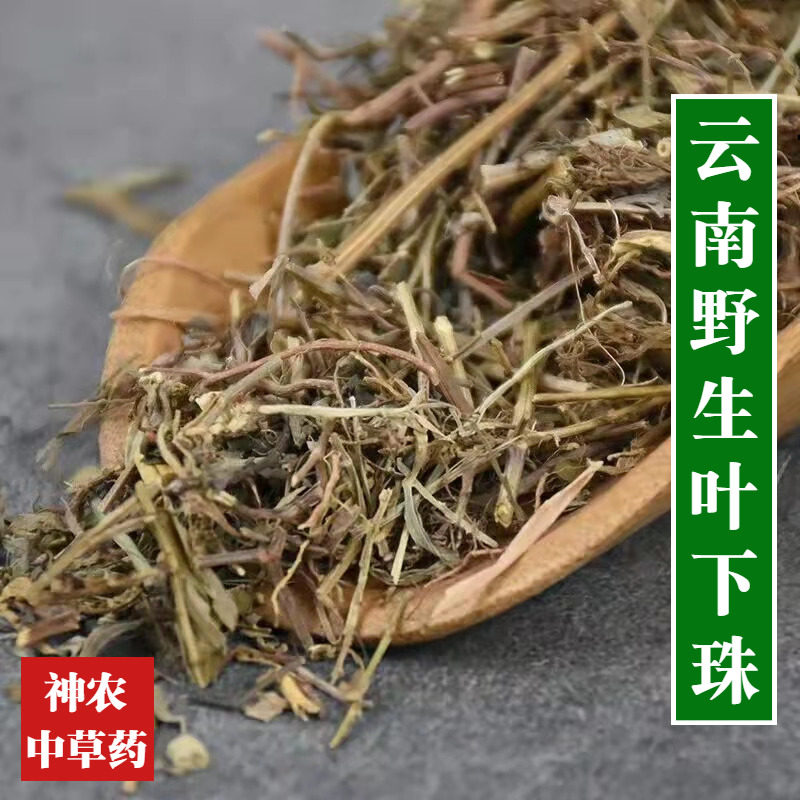 云南野生材叶下珠500g精选特级纯天然无添加中草药 叶下珍珠