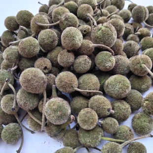 野生构树果褚实子自然晒干