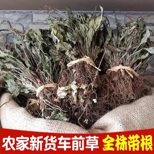四川车前草野生车前草干货整棵带根自然晒干泡水