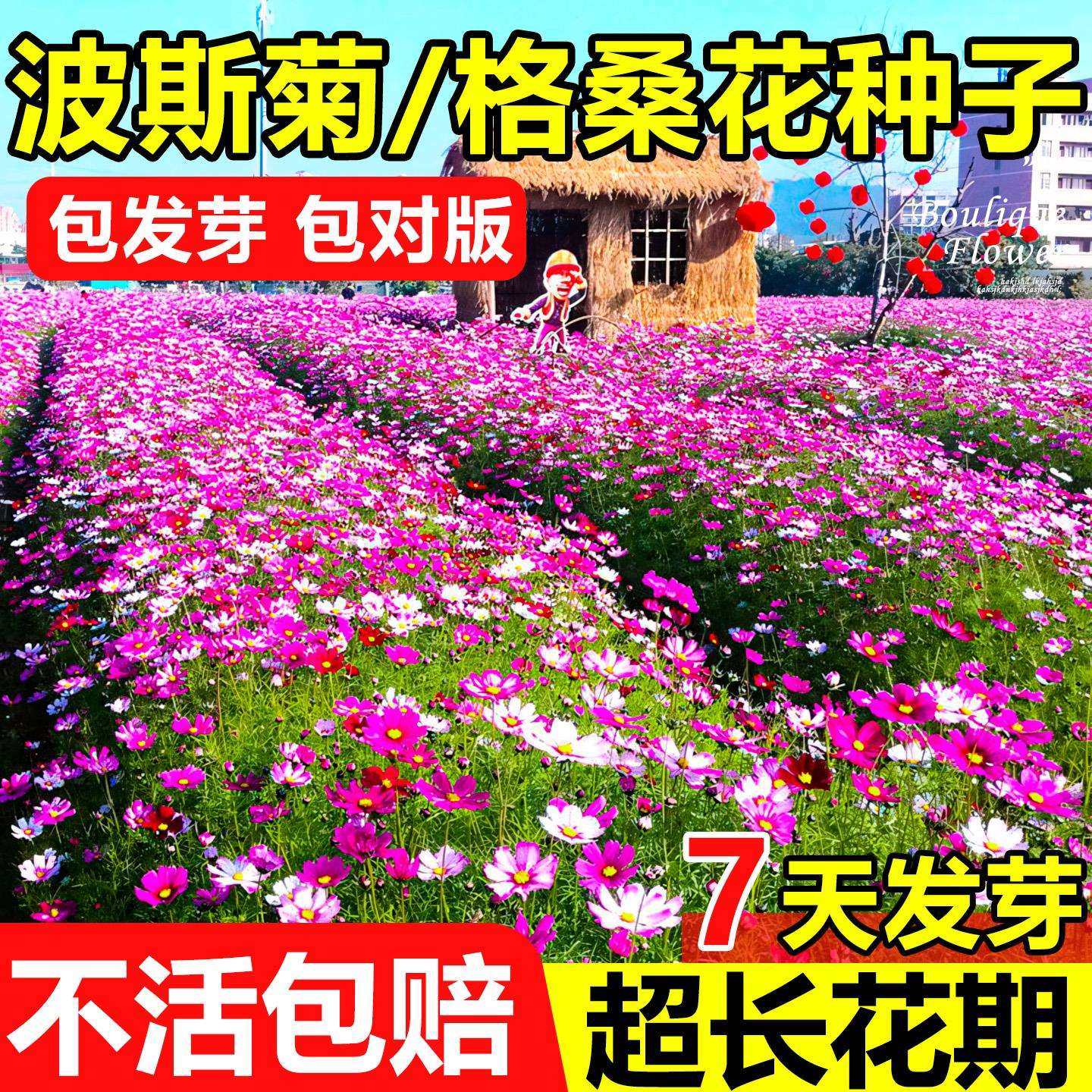 七彩格桑花种籽室外野花种子