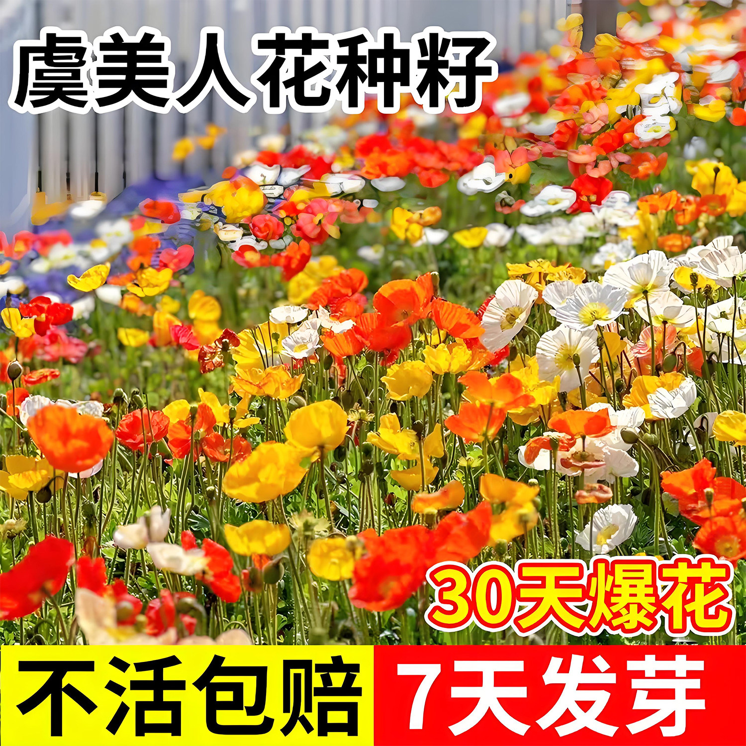 冰岛虞美人花种子室外庭院花海