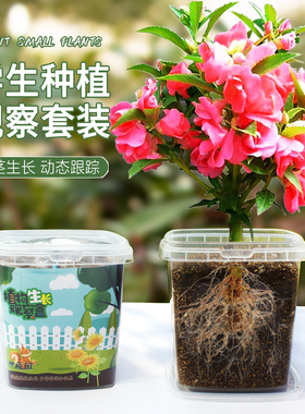 凤仙花种籽小学生实验观察套装儿童种植小盆栽蚕豆向日葵植物种子