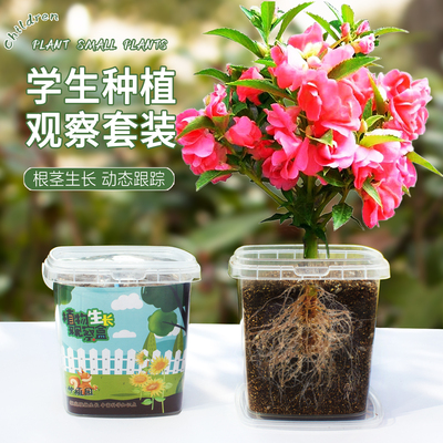 凤仙花种子四年级小学生实验种植