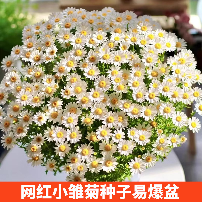 花种籽子小雏菊种易爆盆四季播种开花盆栽白晶菊室内外花卉种子孑
