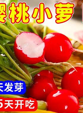 樱桃水果小萝卜种子~正品