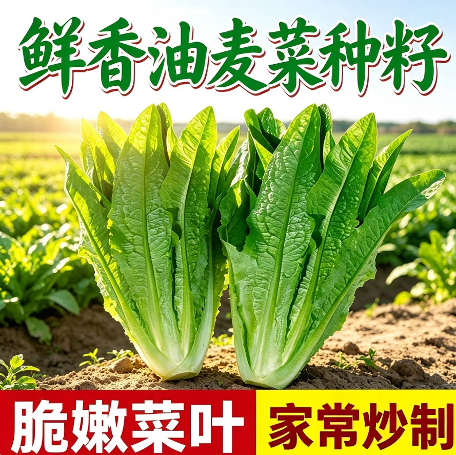 油麦菜种子大叶耐热四季农家阳台盆栽油麦苦菜大颗青菜蔬菜种籽