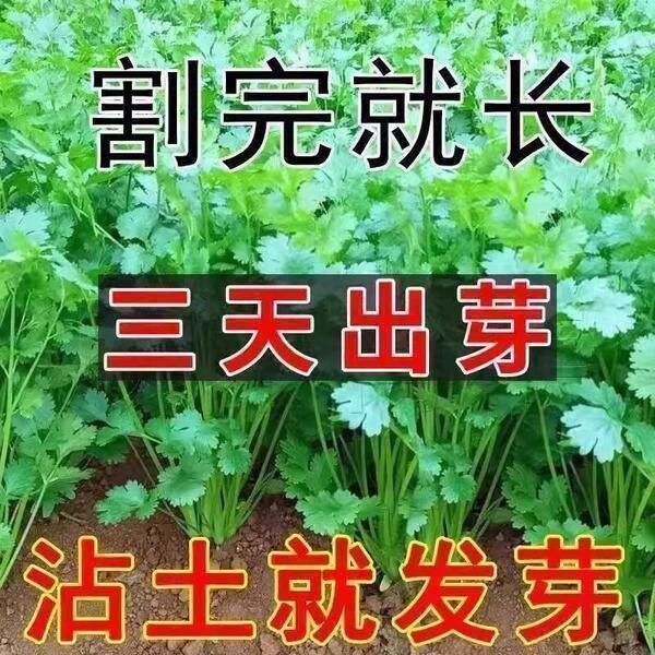 【新种】耐热四季速生香菜种子三天出大叶芫荽种籽农家阳台盆栽