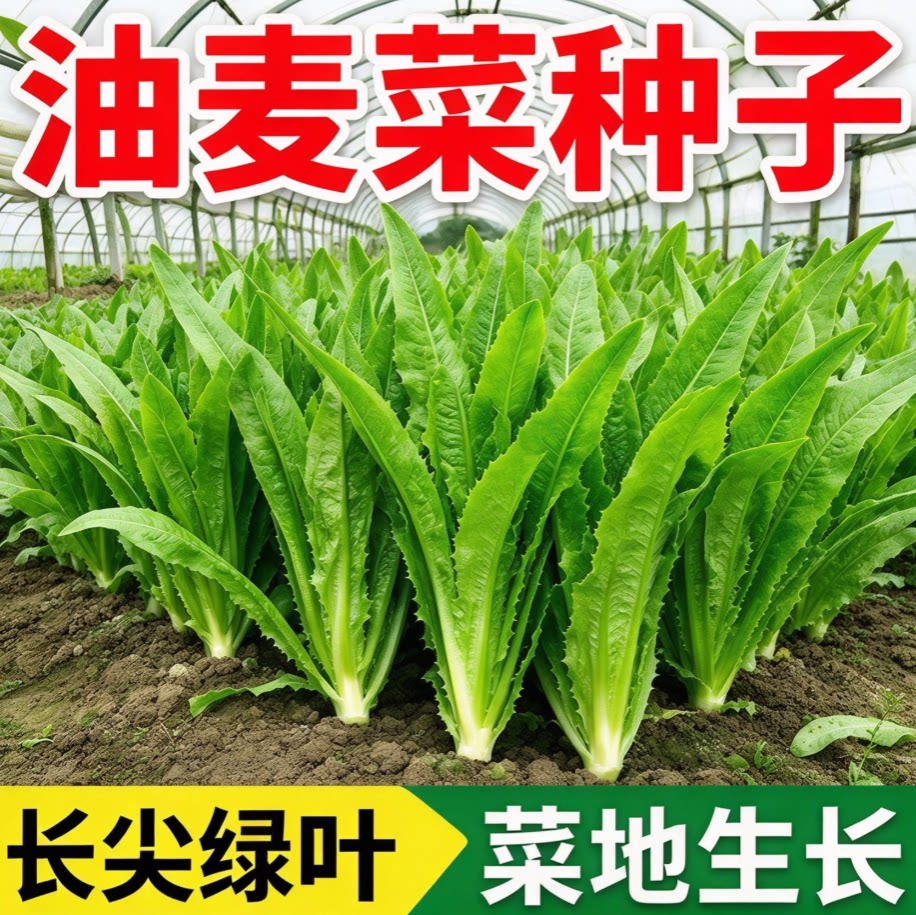 油麦菜种子大叶耐热四季农家阳台盆栽油麦苦菜大颗青菜蔬菜种籽