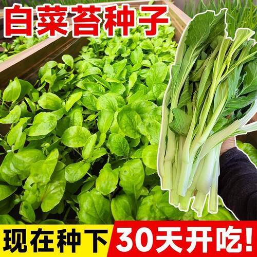 奶油白菜苔种子四季阳台
