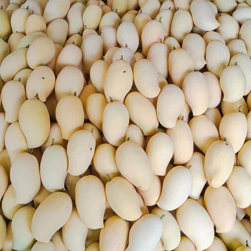 云南潞江坝农家手工烤制芒果干200g袋装休闲零食蜜饯小吃水果脯