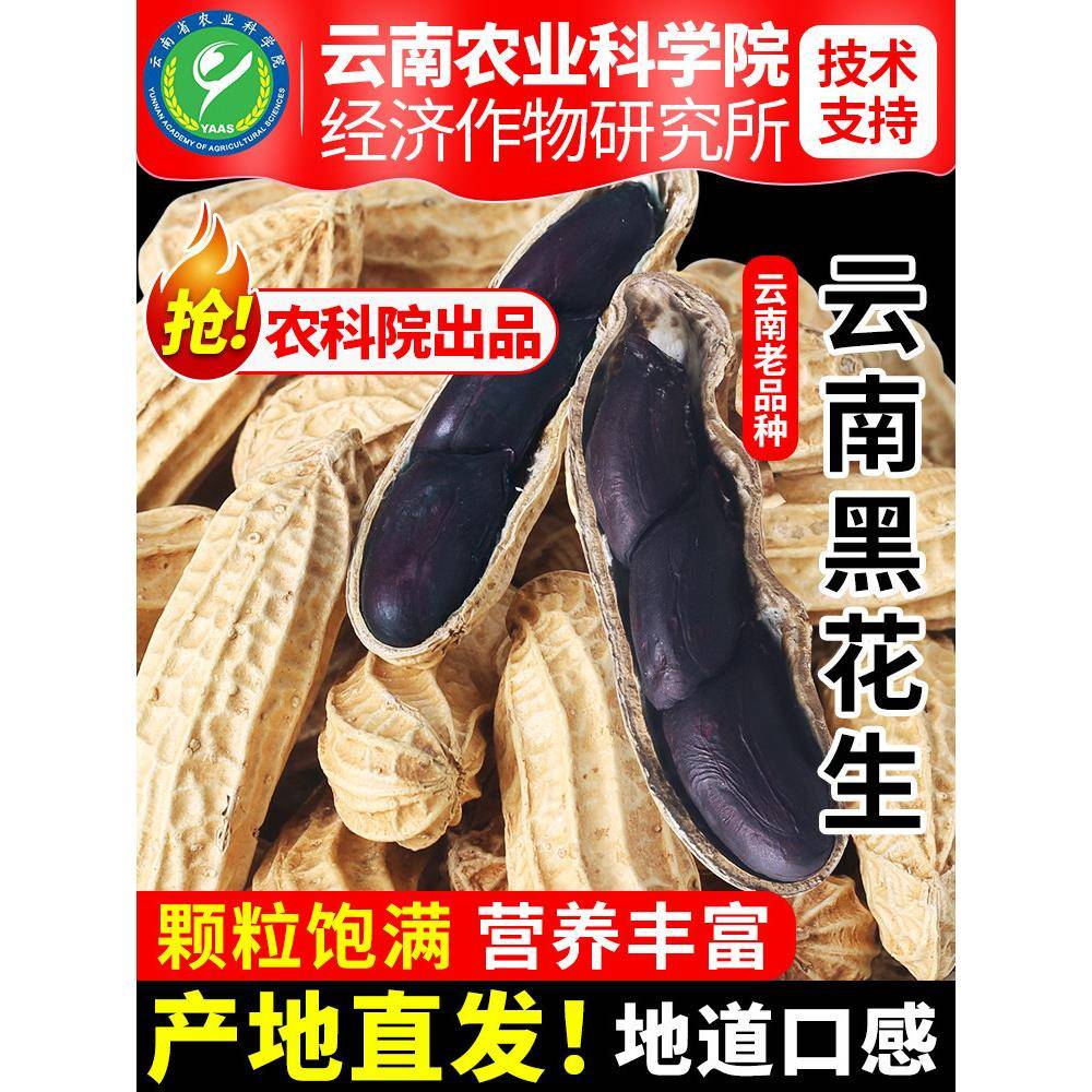 去皮花生米农科院云南黑花生新鲜带壳生的原味炒熟黑皮花生去壳花