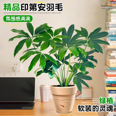 印第安羽毛蔓绿绒水培绿植室内盆栽客厅阳台好养易活四季常青植物