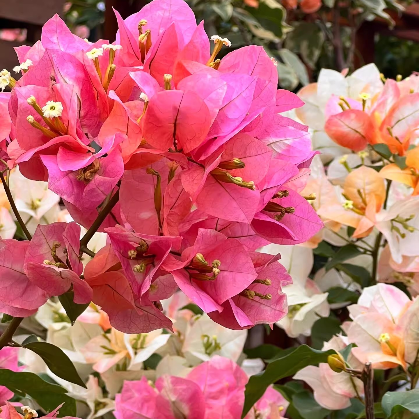 百花园 【百变凤凰】三角梅原生扦插袋苗四季勤花飘枝爬藤好养