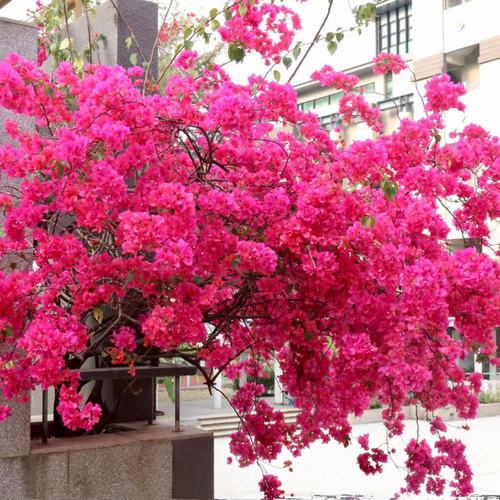 百花园三角梅【同安红】原生扦插正版袋苗四季开花飘枝爬藤好养