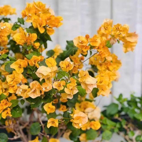 百花园三角梅袋苗【加州黄金】原生扦插四季开花飘枝爬藤好养